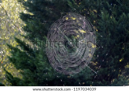 Summer meadow | mosquitoes at “dance