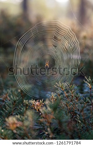 Similar – Image, Stock Photo lawn edge Exterior shot