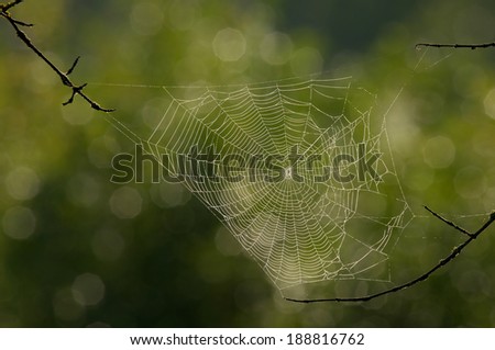 Spider web