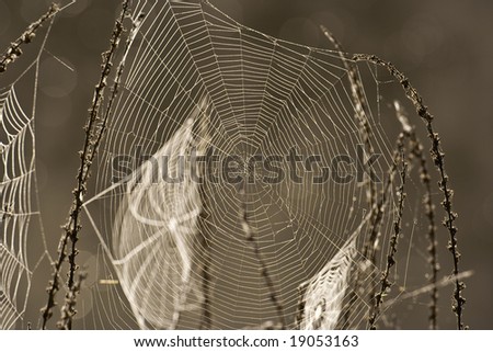 Similar – Foto Bild Netz Natur Spinne nass