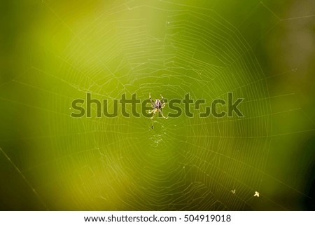 Similar – Image, Stock Photo spider Wild animal Spider