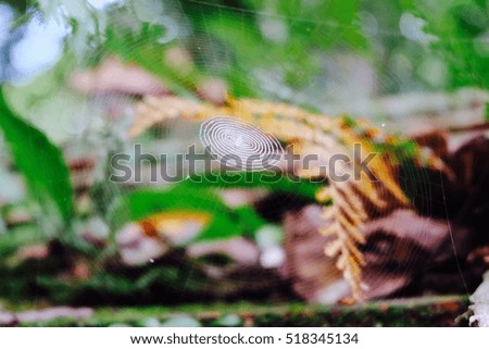 Similar – Image, Stock Photo closeup of trunk stumps of a phytolacca dioica in nature with abstract forms