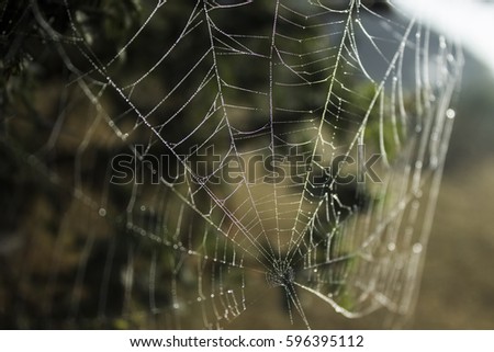 Similar – Foto Bild Netz Natur Spinne nass