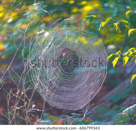 Similar – autumn Nature Plant Leaf