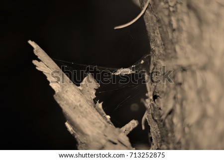 spider web