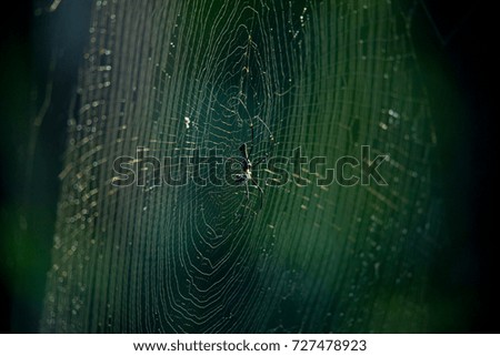 Similar – Image, Stock Photo vinegar tree Nature Branch