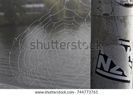 spider web