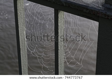 spider web