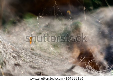 Mother-of-pearl butterfly on the ground, the wings shimmer like jewels, a living work of art