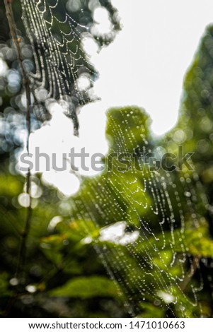 Similar – Foto Bild Tanne im Park ruhig Sommer