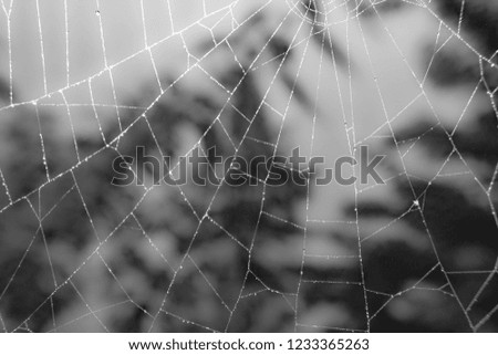 Crystal on wire mesh fence