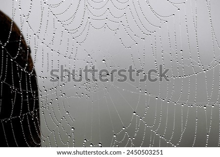 Spider web against gray blurred background. Water drops on spider web. Hunting methods of animals. Horizontal photo. Entomology. Environment. No people, nobody. Wallpaper.