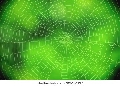 Spider Web Against A Green Background