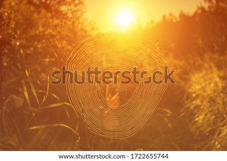 Image, Stock Photo soak up the sun