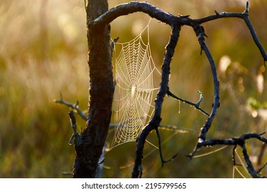 spider web against sunrise in swamp with fog, spider web trap,spider web in the pine forest, spider kingdom in the swamp, morning dew, silence, peace, bliss, Madiesenu marsh, Latvia - Shutterstock ID 2195799565