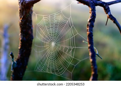 spider web against sunrise in swamp with fog, spider web trap,spider web in the pine forest, spider kingdom in the swamp, morning dew, silence, peace, bliss, Madiesenu marsh, Latvia - Shutterstock ID 2205348253