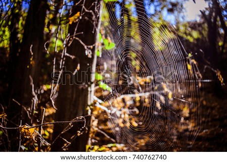 Similar – Image, Stock Photo morning walk Human being