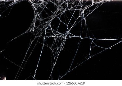 spider web background