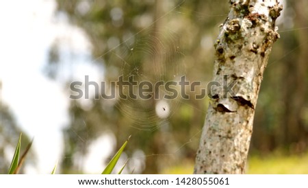 Similar – Image, Stock Photo Mushroom glow in the moor