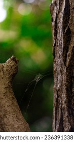 Spider web between the tree branches.