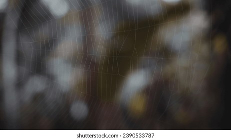 Spider web with blur background