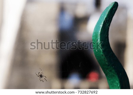 Spider and its web. Blurred background