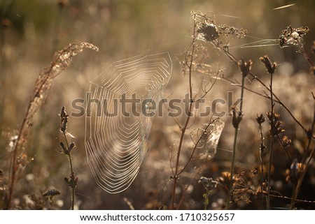 Similar – Image, Stock Photo winter Grass Ice Frost