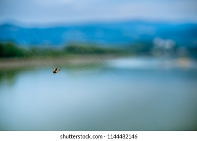 Spider in web blurry background