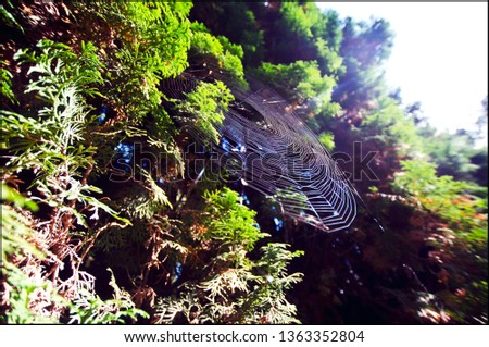 Similar – Image, Stock Photo In the Adersbach-Weckelsdorf Rock Town