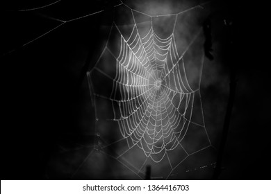 Spider web B&W