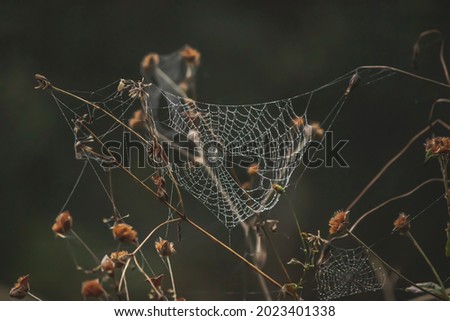 Spider web caught in tree branches on a cloudy and rainy day - spider web in the middle of the forest