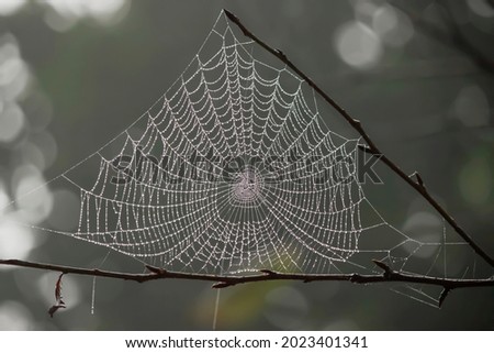 Spider web caught in tree branches on a cloudy and rainy day - spider web in the middle of the forest