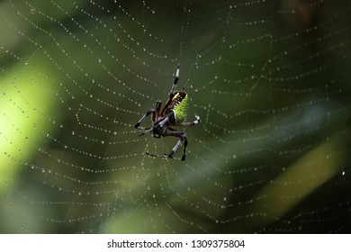 Spider Web Close Up
