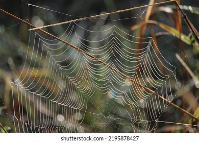 Spider Web Close Up Beautiful 