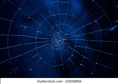 Spider Web Close Up In The Dark