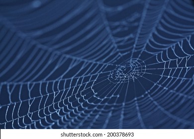 Spider Web Close Up In Darkness