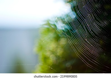 Spider Web Close Up On A Blurred Background.