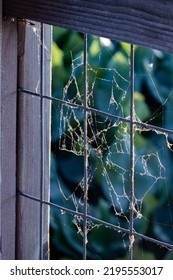 Spider Web Close Up Shot