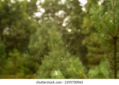 Spider Web Close Up, Summer Day
