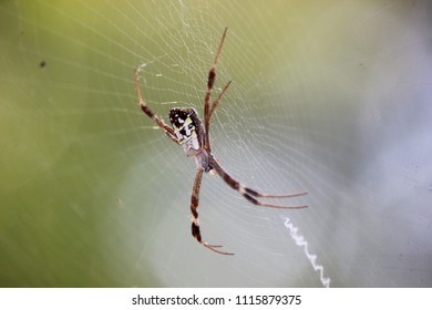 spider web closeup