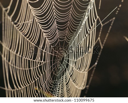 Spider web, close-up