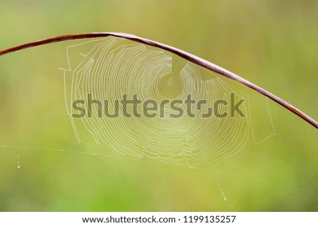 Similar – Foto Bild Gräser im Abendlicht Gras