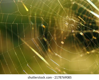 Spider web close-up with yellow and green background - Powered by Shutterstock