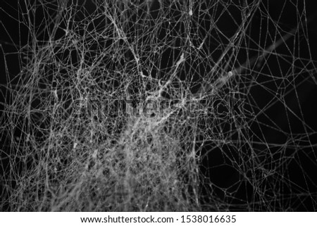 Spider web or cob web texture