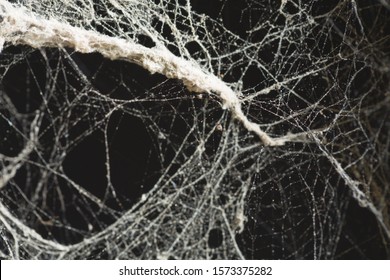 Spider web or cob web texture as background