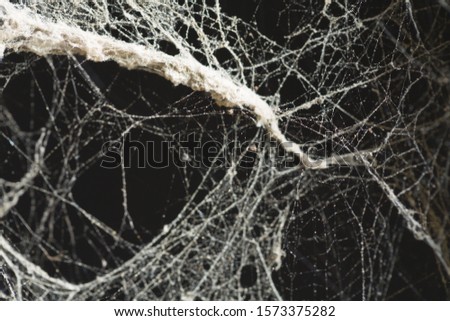 Spider web or cob web texture as background