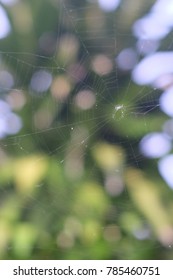 The spider web (cobweb) bokeh background.