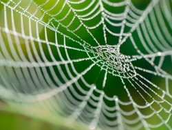Het Spinnenweb (spinnenweb) Close-up Achtergrond.