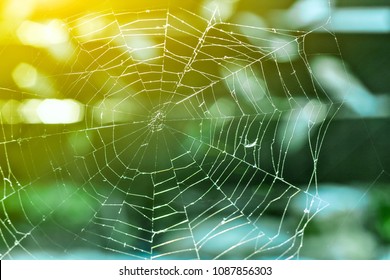 The spider web (cobweb) closeup background.