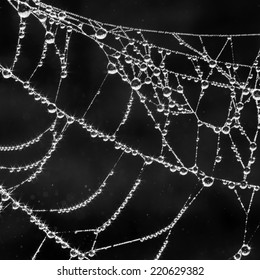 The spider web (cobweb) closeup background